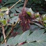 Calliandra haematocephala 葉