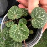 Cyclamen purpurascensBlad