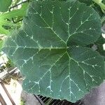 Cucurbita moschata 葉