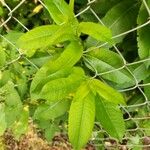 Salix eriocephala Blatt