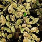 Cotoneaster dammeri पत्ता