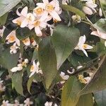 Citrus × aurantium Flower