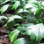 Asplundia insignis Hoja