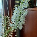 Drimia maritima फूल