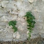 Bryonia verrucosa Hoja