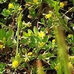 Trifolium dubium Blodyn