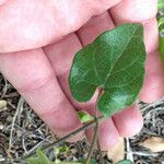 Matelea reticulata List