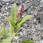 Salvia nemorosa Flower