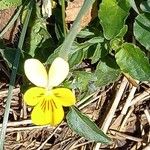 Viola arvensis Blüte