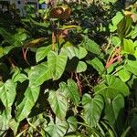 Philodendron erubescens ഇല