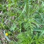 Pulsatilla alpina Leaf