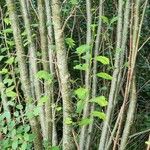 Ulmus carpinifolia Bark