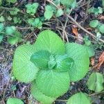 Plectranthus amboinicusFrunză