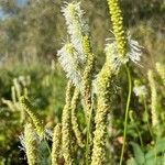 Sanguisorba canadensis ᱵᱟᱦᱟ