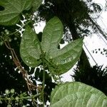 Sechium pittieri Altro