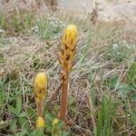 Orobanche pubescens Хабит