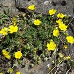 Potentilla brauneana Vekstform