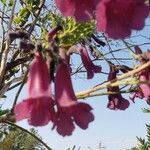Jacaranda puberula Flor