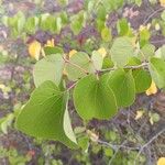 Cercis occidentalis Hostoa
