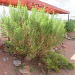 Brickellia longifolia Dalc'h
