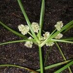 Cyperus luzulae Egyéb