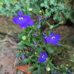 Lobelia erinusFlower