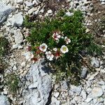 Potentilla clusiana Blomst