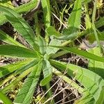 Echium vulgareFrunză