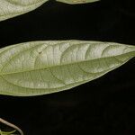Piper concinnifolium পাতা