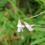 Vicia parviflora Λουλούδι