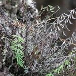 Pellaea ternifolia 整株植物