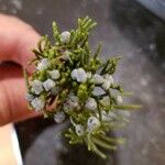 Juniperus monosperma Flower