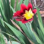 Sparaxis tricolor Flor