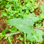 Ageratum conyzoides 叶