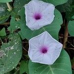 Ipomoea aquatica Květ