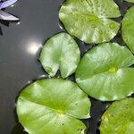 Nymphoides indica Jani