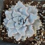 Echeveria shaviana برگ