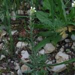 Draba incana Habitus