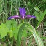 Iris graminea 花