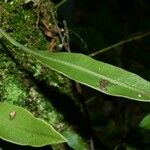 Elaphoglossum luridum