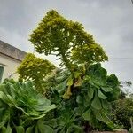 Aeonium arboreum অভ্যাস