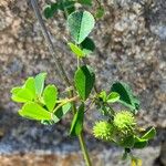 Medicago murex Frugt