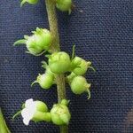 Gonzalagunia ovatifolia