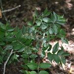 Spondias radlkoferi Leaf