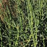 Salicornia europaea ഇല