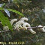 Salix pedicellata Altro