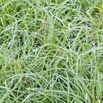 Carex flacca Feuille