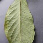 Asimina triloba Lehti