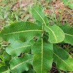 Asclepias amplexicaulis Leaf