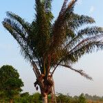 Attalea maripa Yeri